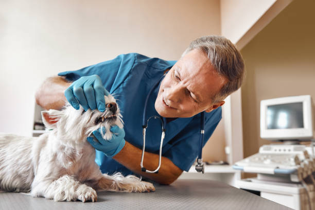 Best Emergency Treatment for Toothache in Seabrook, SC